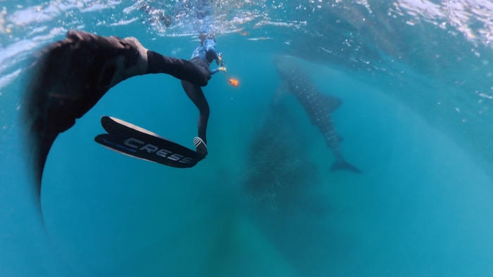 The work focuses on ensuring quality data gathering while minimizing impact on whale sharks. (Image credit: Marine Biological Association