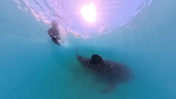 Dr. Freya Womersley studied the effectiveness of clamp-based whale shark tagging systems. (Image credit: Marine Biological Association)