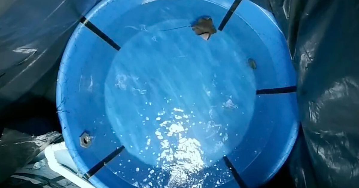 Bat rays emit and respond to chemical cues when threatened.