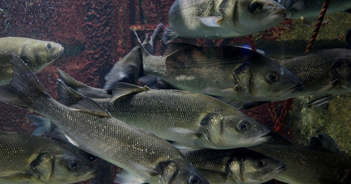 The European sea bass (Dicentrarchus labrax) is a distant relative of the fish known as robalo in Brazil.