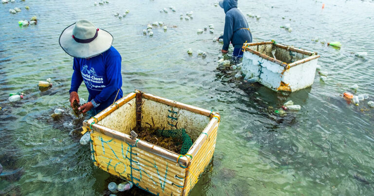 Seaweed Farmers