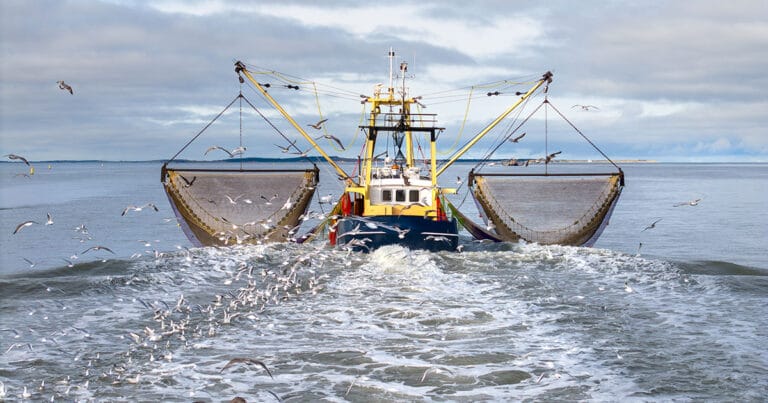 Shrimp Boat