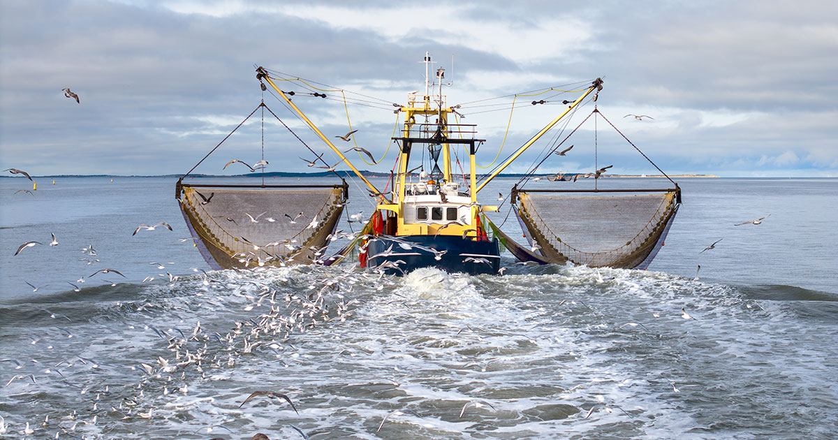 Shrimp Boat