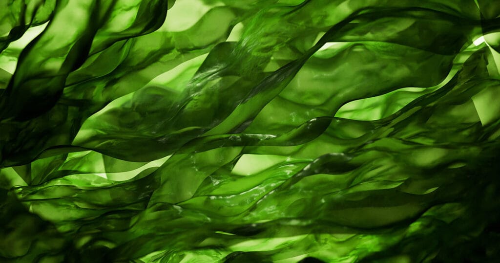 Seaweed
