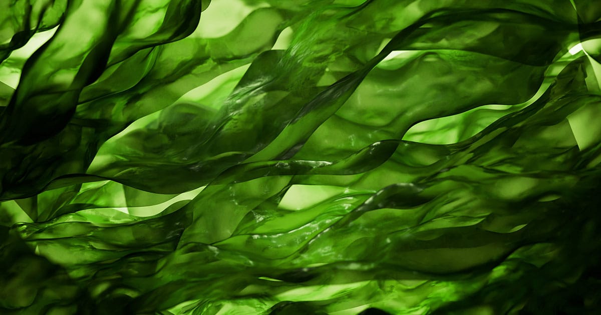 Seaweed