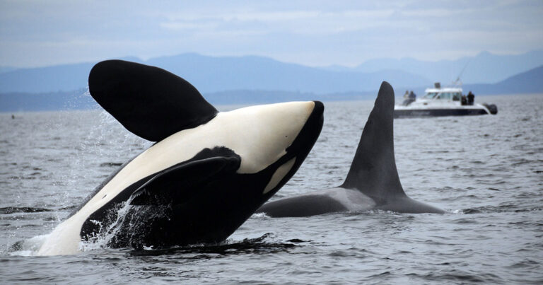 Southern Resident killer whales in the Salish Sea. Photo taken under NOAA Fisheries Permit #781-1824.