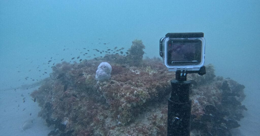 Ecoreef installation in the UAE.