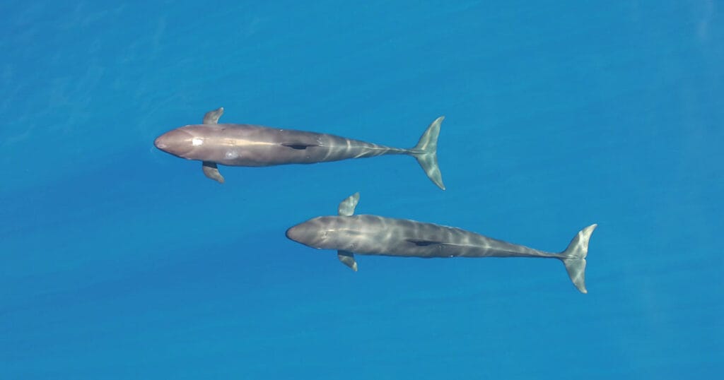 Aerial view of two false killer whales near Hawaiian Islands.