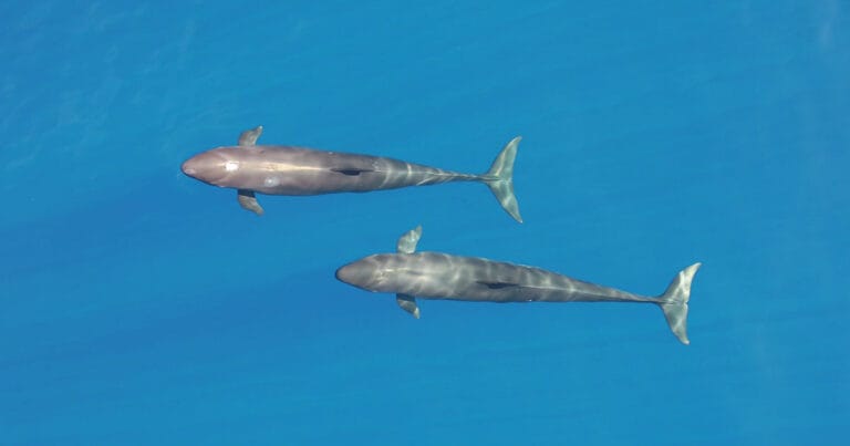 Aerial view of two false killer whales near Hawaiian Islands.