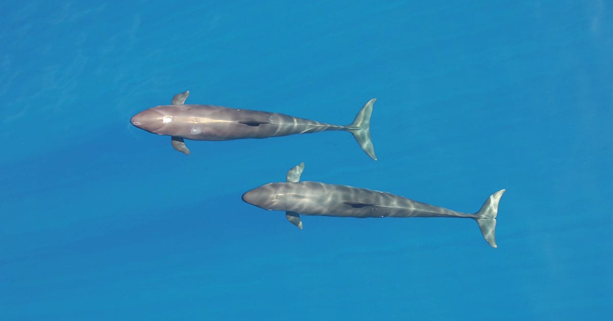 Aerial view of two false killer whales near Hawaiian Islands.