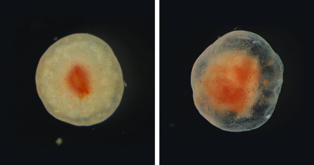 A progression of tube foot tissue one year (left) versus several years (right) after excision showing increasing wound closure and healing at the wound site over time. Shifting colors from red to lighter white and pink reflects pigmented cells forming and consolidating aggregates of healthy tissue and the progression of transparent connective tissue.