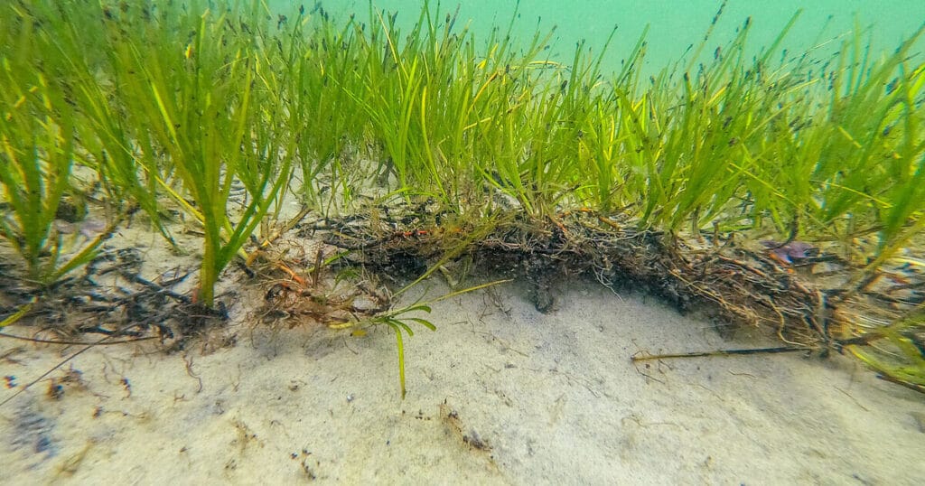 Seagrass meadows are among the most important marine habitats. However, their numbers are declining dramatically. This is due to excessive nutrient levels, increased human activity in coastal areas and heat stress caused by rising water temperatures.