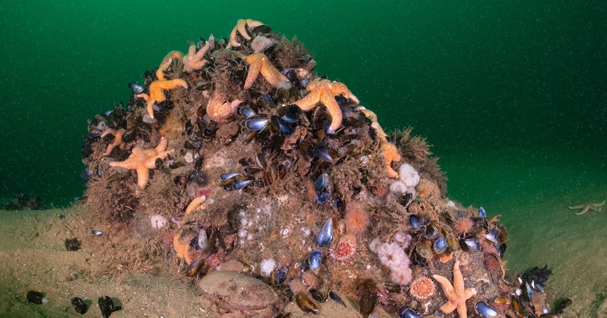 Reef on the seabed in the North Sea.