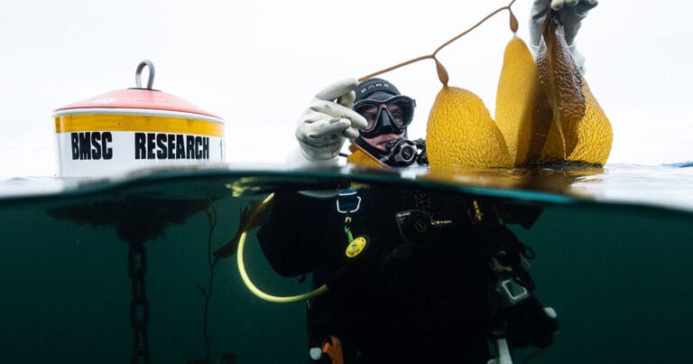 UVic Ph.D. student Brian Timmer examines a piece of kelp at the surface of the ocean as part of a kelp survey. (Image credit: Rosie Poirier)