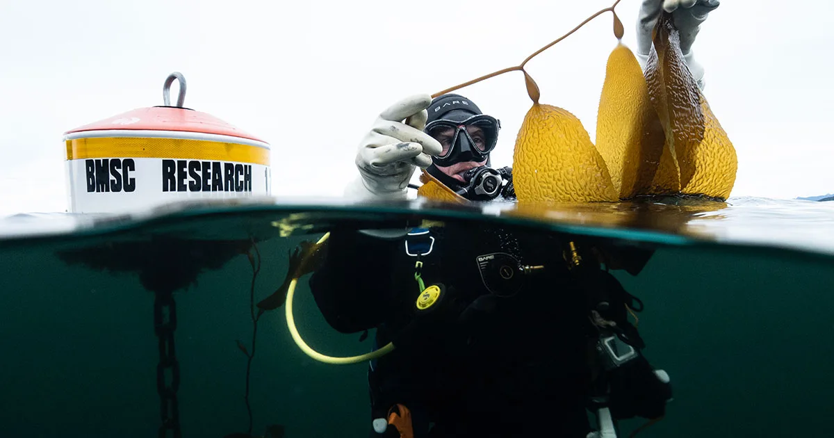 UVic Ph.D. student Brian Timmer examines a piece of kelp at the surface of the ocean as part of a kelp survey. (Image credit: Rosie Poirier)
