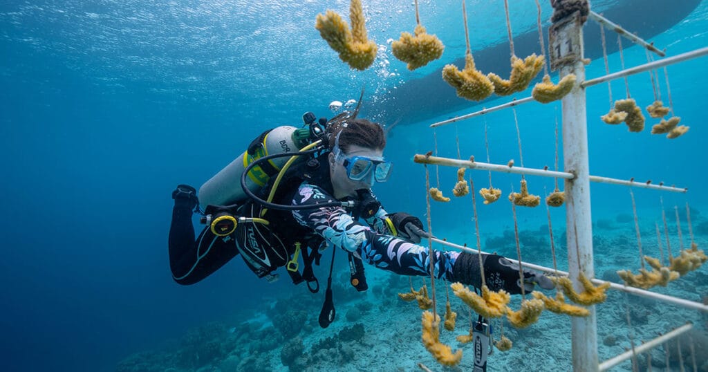 Coral Restoration