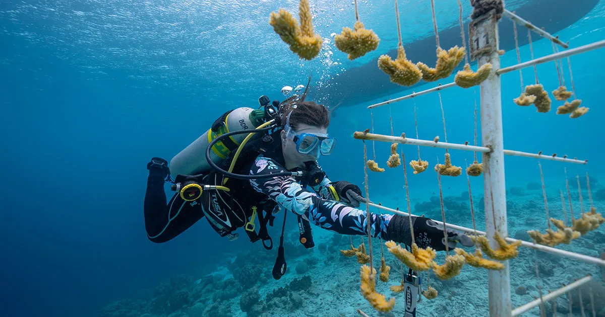 Coral Restoration