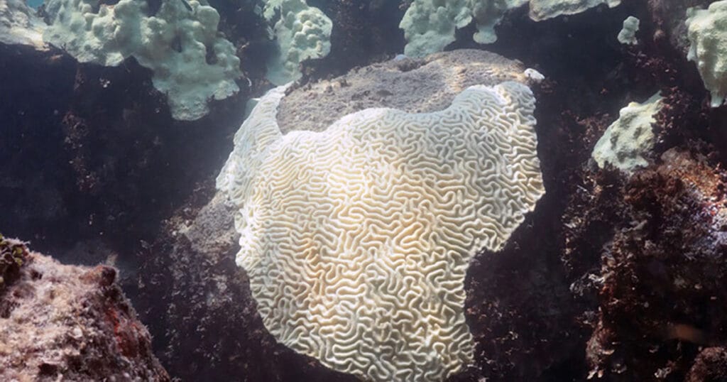Coral bleaching at Cheeca Rocks in the Florida Keys in 2023.