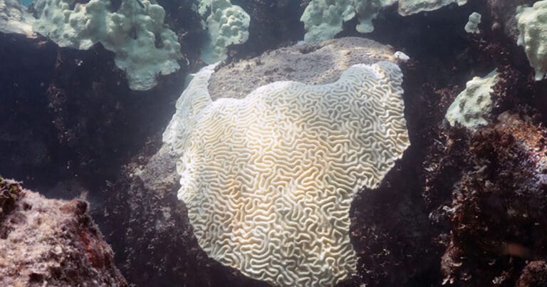 Coral bleaching at Cheeca Rocks in the Florida Keys in 2023.