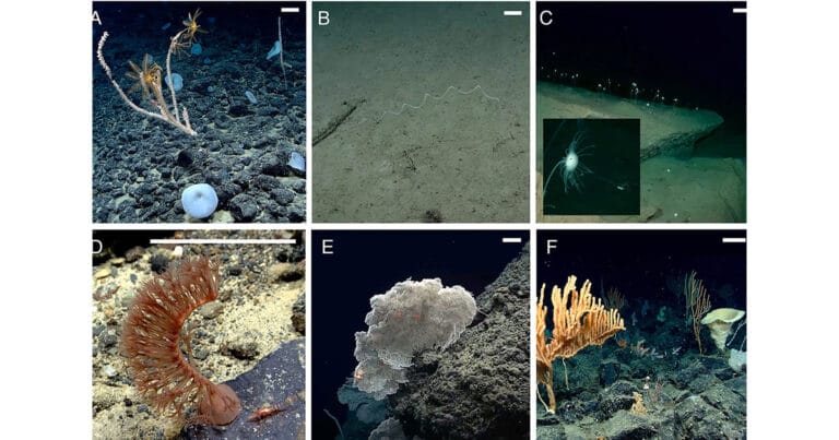 Screenshots of selected sites from NOAA Ocean Exploration dives studied by the researchers. Examples A, B, and C are of animals found in the Lower Circumpolar Deep Water or Pacific Deep Water masses. Examples D, E, and F are of animals found in the Pacific Subpolar Intermediate Water mass.