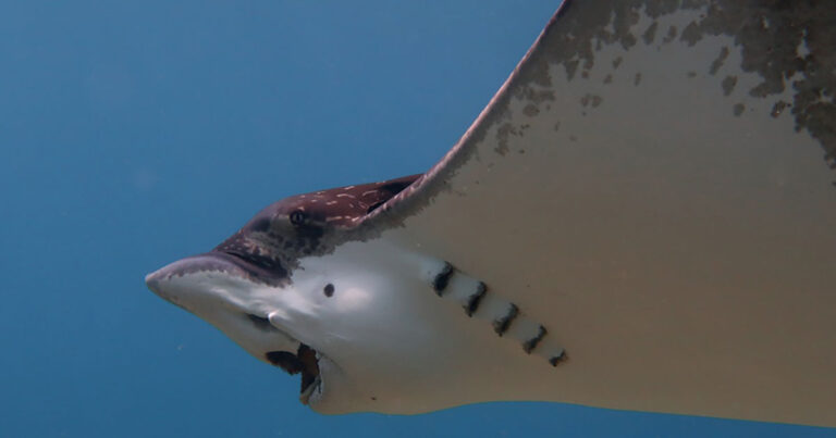 A whitespotted eagle ray feeds on hard-shelled mollusks in its natural habitat. The distinctive crunching sounds produced during feeding are helping FAU researchers develop AI-powered tools to monitor predator-prey interactions beneath the ocean surface.