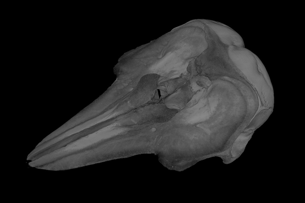Volume rendering of the skull of a very rare female vaquita specimen collected in 1966. 