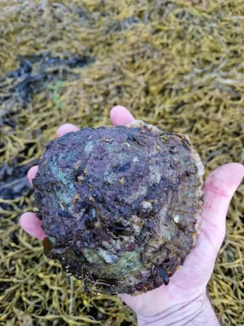 The native European or 'flat' oyster (Ostrea edulis) 