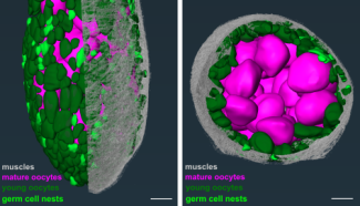3D rendering of bat sea star ovary structure, including germ cell nests and eggs in sea star, visualized from the side (left) and above (right) views. 