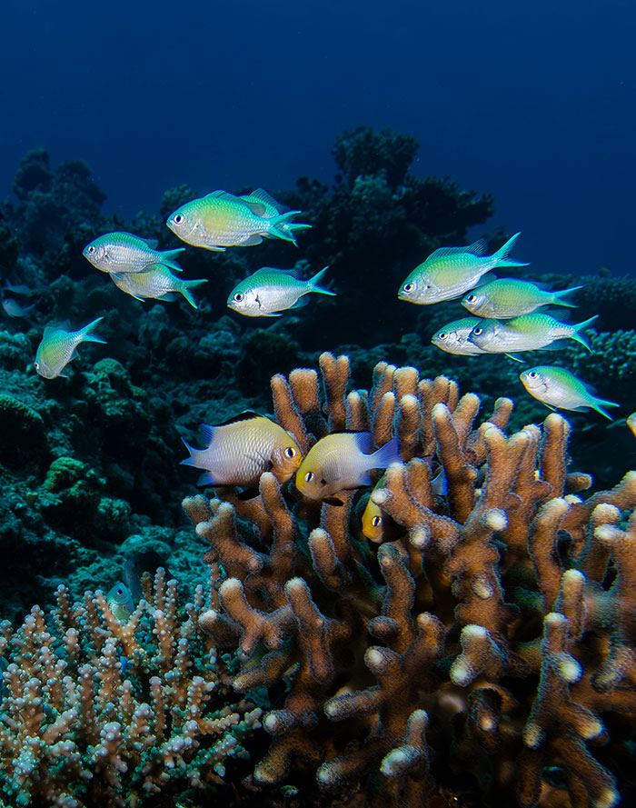 Schools of Chromis viridis hovering near branching corals in the Gulf of Aqaba, Red Sea, Eilat. 