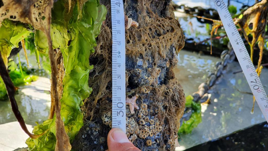 First NIOZ treereef experiment 2022 in the Wadden Sea. 