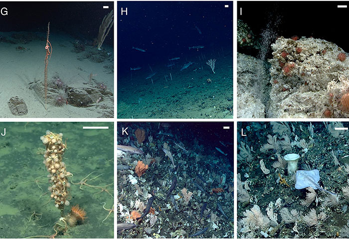 Screenshots of selected sites from NOAA Ocean Exploration dives studied by the researchers. Examples G, H, and I are of animals found along the continental shelf, influenced by the Alaska Coastal Current. Examples J, K, and L are of animals found associated with the Aleutian North Slope Current.