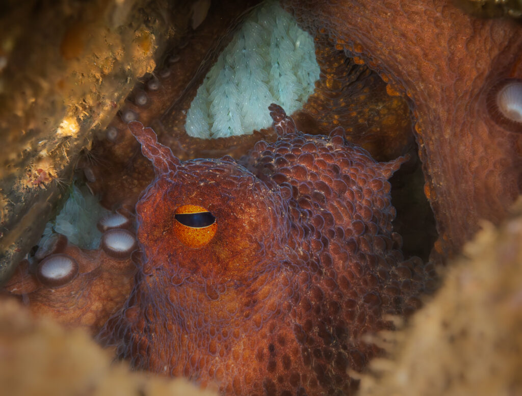 A female octopus guarding her eggs. 