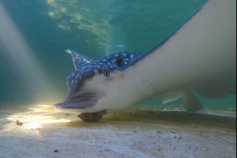 Close-up of a whitespotted eagle ray crunching on clams. 