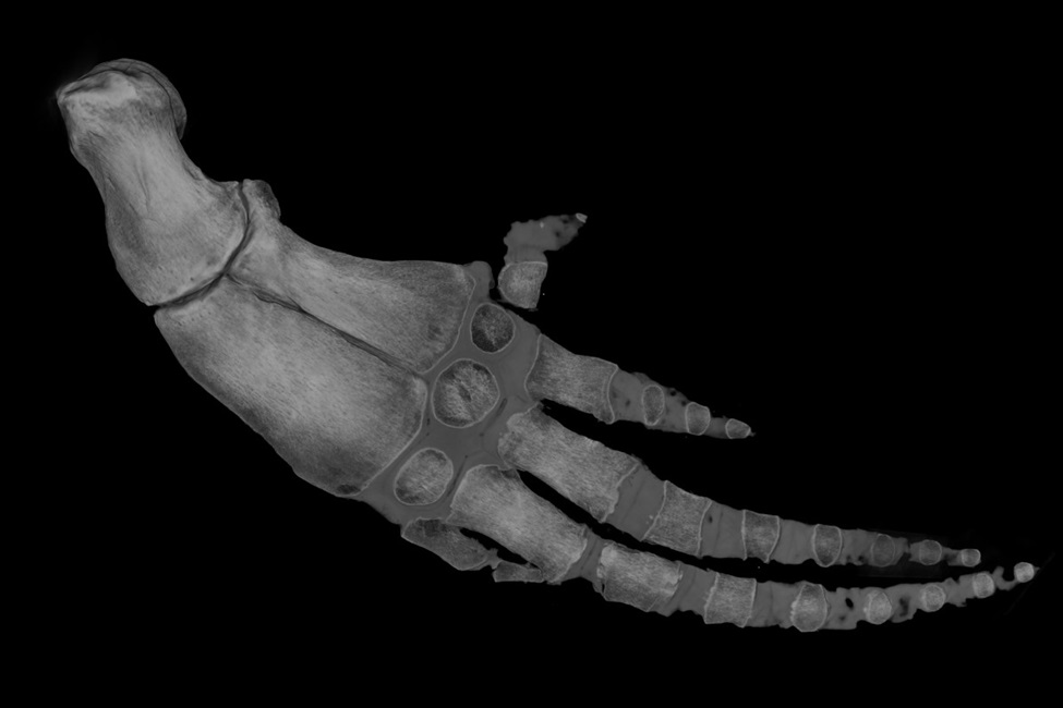 Volume rendering of the flipper of a very rare female vaquita specimen collected in 1966. 