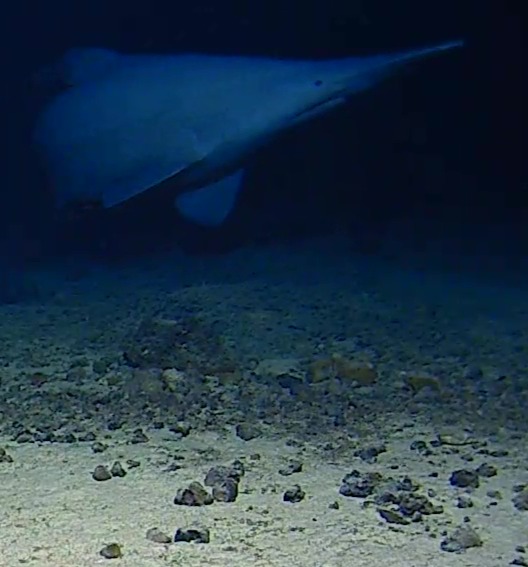 Goblin shark near Tonga Trench (2024). 