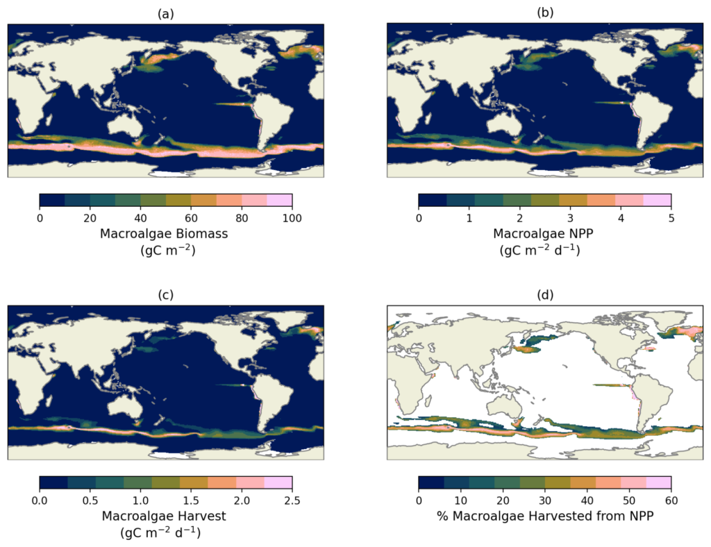 Above charts show: Macroalgae Biomass (a), NPP (b), harvest (c), and percentage of how much NPP are harvested (d) from the default experiment averaged between 2015–2024. 
