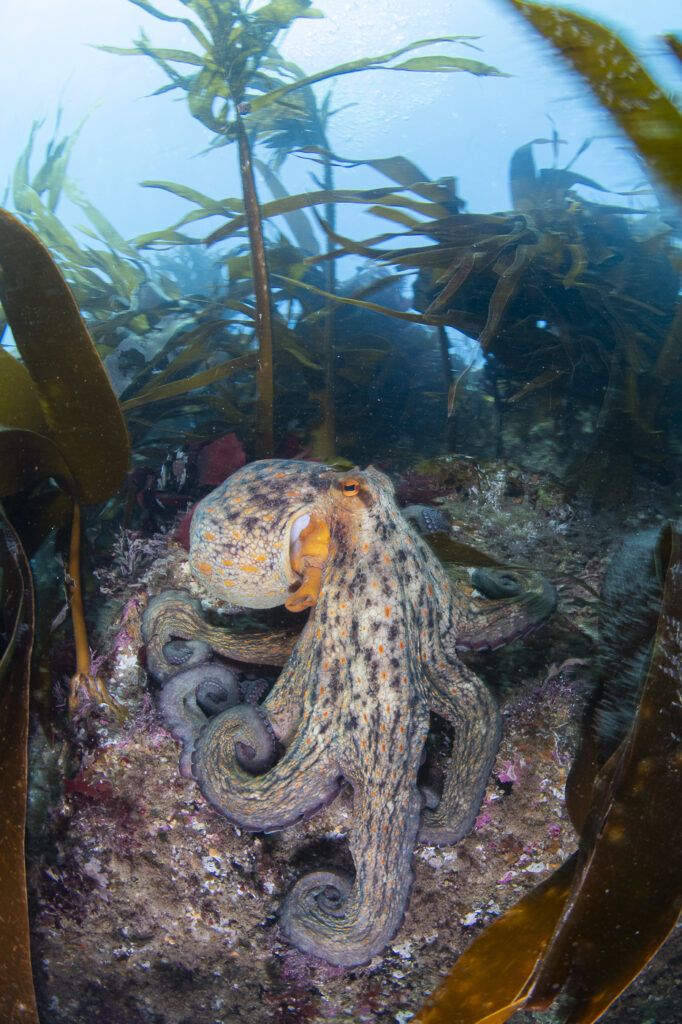 The octopus bloom raises important questions about how climate change is reshaping UK seas. 