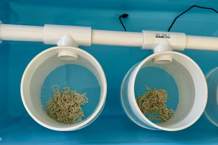 Conch egg masses incubating in round screen bottom vessels. They incubate with flowing water for four days, and on the day of hatch, they are moved into a larval tank for hatching.