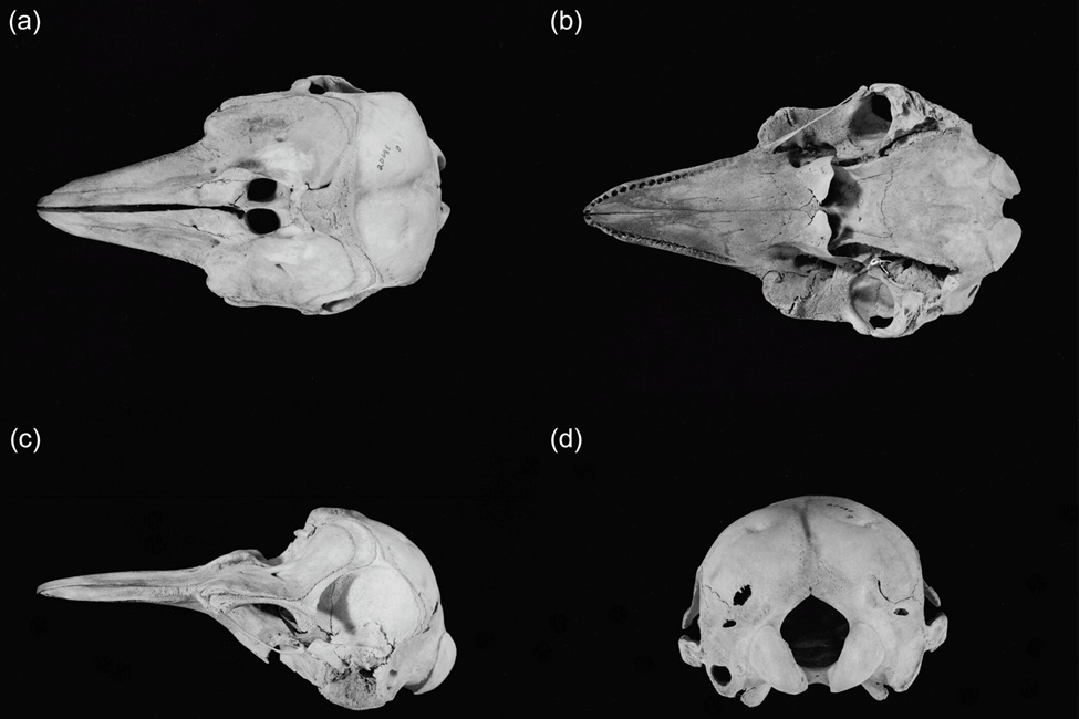 Scanned negatives of original 1968 photographs of the skull of SDNHM 20688, taken by Dallas Clites. Views shown: (a) top, (b) underside, (c) side, and (d) back. 