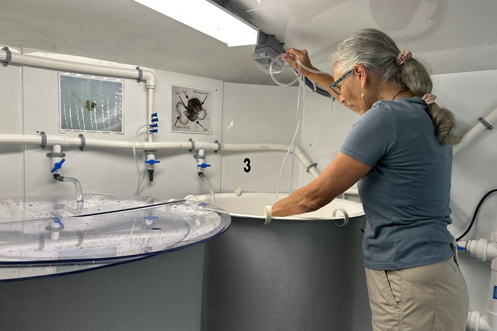 Megan Davis, Ph.D., setting up a queen conch larval (veliger) tank with aeration. The conch eggs hatch in these tanks. The larvae or veligers grow in these tanks for three weeks before they are ready for metamorphosis.