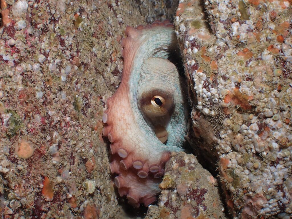 A fifth of divers saw 5–10 common octopus on a single dive or snorkel in 2025. 