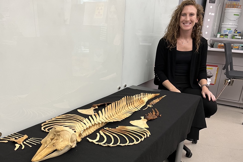 Jamie Knaub pictured with the full skeleton of a very rare female vaquita specimen collected in 1966. 