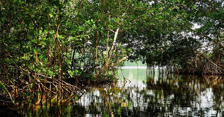 Mangroves—like this one at Cispata Bay—are efficient carbon sinks, but they may drown and lose their ability to store carbon under sea-level rise.