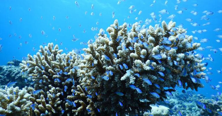 A colony of the reef-building coral Acropora eurystoma in the Gulf of Aqaba, northern Red Sea, where the three-year study was conducted.