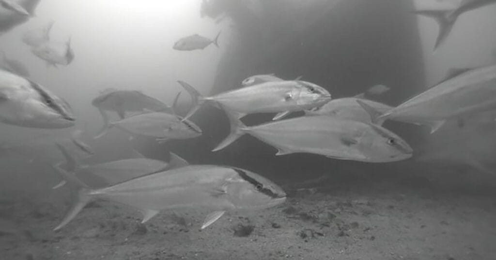 Greater amberjack captured on underwater camera footage off the west coast of Florida.