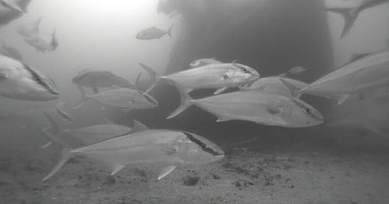 Greater amberjack captured on underwater camera footage off the west coast of Florida.
