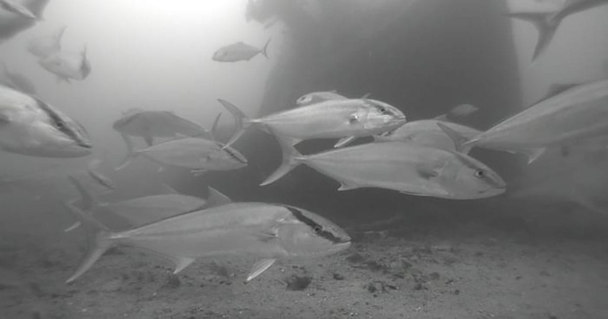Greater amberjack captured on underwater camera footage off the west coast of Florida.