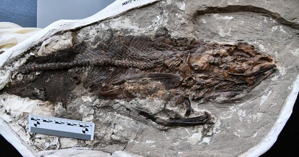 A marine bonytongue fish from Egypt’s Qreiya 3 site, related to living freshwater arowanas.
