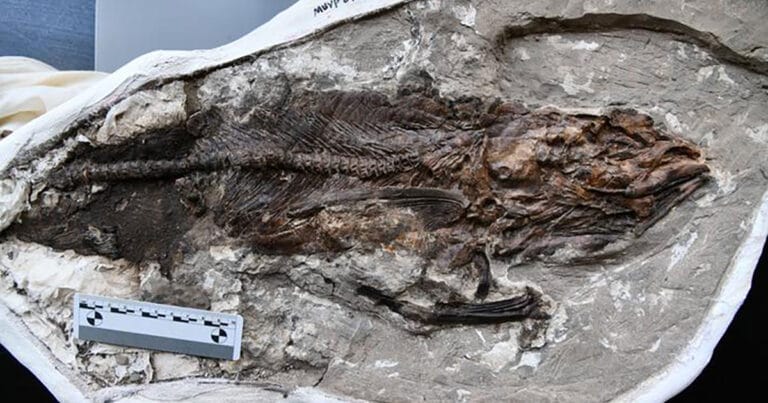 A marine bonytongue fish from Egypt’s Qreiya 3 site, related to living freshwater arowanas.