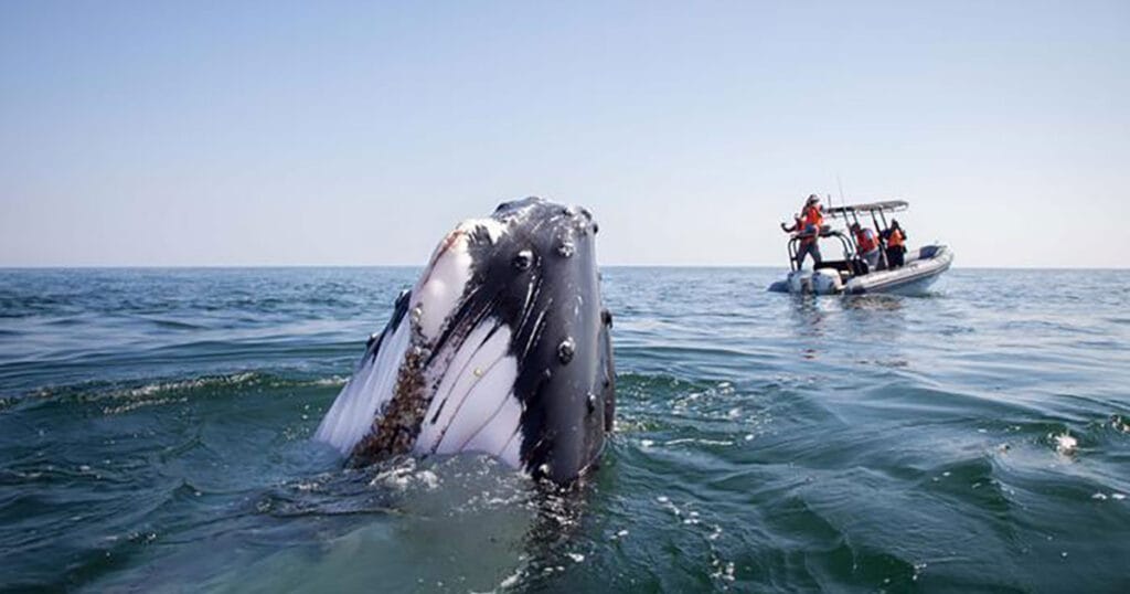 Humpback whale surfacing in front of a vessel with scientists.